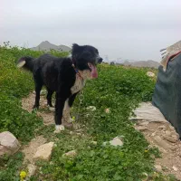 سک قدجونی به  شرط تمام