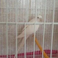 عروس هلندی آلبینیو ماده|پرنده|امیدیه, |دیوار