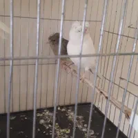 قناری ماده کاکلی