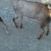 سلام نری