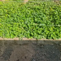 نهال توت فرنگی