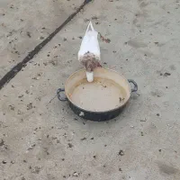 کبوتر|پرنده|کامیاران, |دیوار