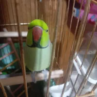 طوطی ملنگو و طوطی برزیلی و قفس و پایه|پرنده|بندرعباس, |دیوار