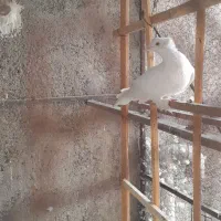 ۵ عدد کفترپریشی خوب به درد بخور بفروش می‌رسد|پرنده|پاکدشت, پاکدشت (مامازند)|دیوار