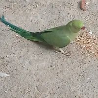 طوطی ملنگو ماده