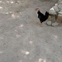 جوجه مرغ