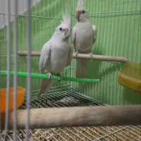 عروس هلندی البینو