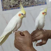 عروس هلندی سخنگو و سرلاکی