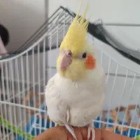 عروس هلندی لوتینو دستی