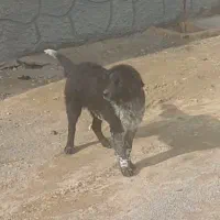 توله لاس ۴ ماه قدرجونی میش بره سگ