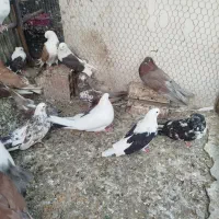 کبوتر کفتر نوک قنار