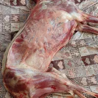 گوشت بزغاله