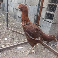 مرغ لاری|حیوانات مزرعه|مزرعه کتول, |دیوار