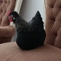 مرغ گمشده