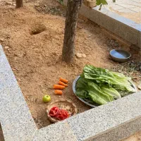 فروش خرگوش