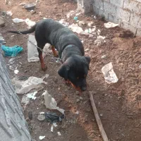 واگذاری لودفایدر ریگان نیست|سگ|رودبنه, |دیوار