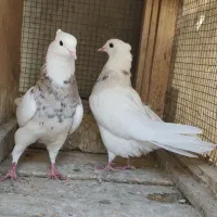 کفتر نر ماده طوقی عتیقه