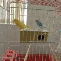 فروش یک جفت مرغ عشق