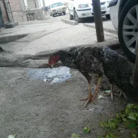 مرغ و خروس لاری