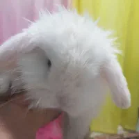 خرگوش مینی لپ|موش و خرگوش|مشهد, شهید آوینی|دیوار