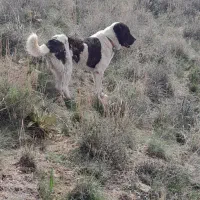 یک جفت سگ گله ای ۳ سال.قیمت جفتشون ۱۸۵۰۰