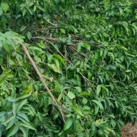 فروشگاه کشاورزی همه چیز برای رشدوتقویت محصولات شما|خدمات باغبانی و درختکاری|دوگنبدان, |دیوار