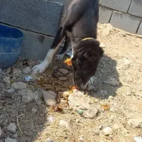 سگ نگهبانی