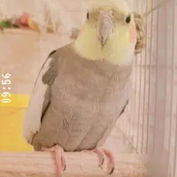 عروس هلندی نر سخنگو