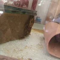 فروش حلزون و لجنخوار غذای ماهی