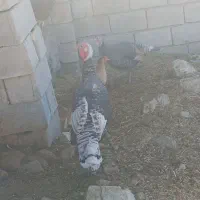 سلام یه جفت بوقلمون جوان وسرحال|حیوانات مزرعه|ایذه, |دیوار