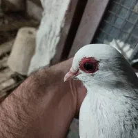 3000000تومان|پرنده|تبریز, |دیوار