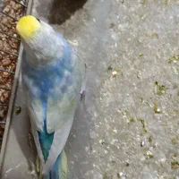 مرغ عشق  خاص|پرنده|شیراز, شهرک جماران|دیوار