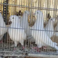 ده طوق خال روشن|پرنده|تهران, نیروی هوایی (پیروزی)|دیوار