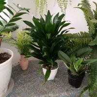 ارسال رایگان گل در شهر بوشهر چه یک گل چه ۱۰گل