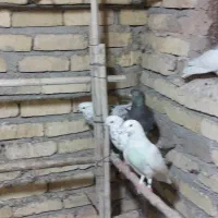 فروش کبوتر