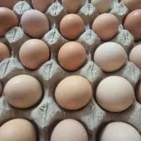 تخم مرغ بومی