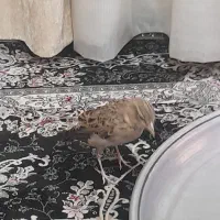 طوطی|پرنده|کارون, |دیوار