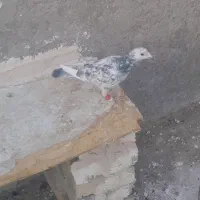 سوسکی سبز|پرنده|تربتحیدریه, فتح المبین|دیوار