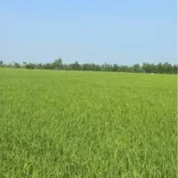 زمین کشاورزی شالیزار
