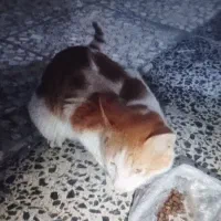 گربه پیداشده