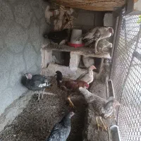 تعدادی مرغ با قفس