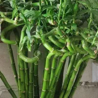 گل .پتوس ارتشی زیر گلدانی