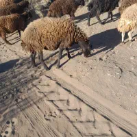 حیوانات مزرعه|حیوانات مزرعه|میان جلگه, |دیوار
