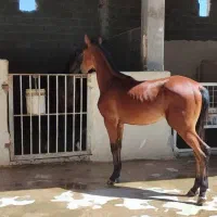 کره اسب|اسب و تجهیزات اسبسواری|ایذه, |دیوار