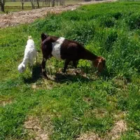 گوسفند میش قوچ بزغاله