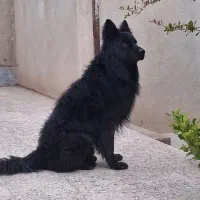 ژرمن بلک شولاین کشش.