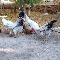 خروس|حیوانات مزرعه|محلات, |دیوار