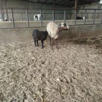 میش|حیوانات مزرعه|پیشوا, |دیوار