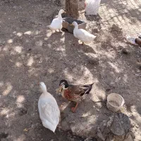 فروش فوری چهار تا اردک
