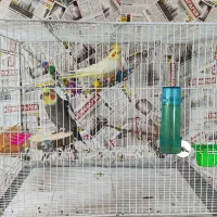 جفت عروس روی تخم و جوجه معاوضه|پرنده|مشهد, پنجتن|دیوار